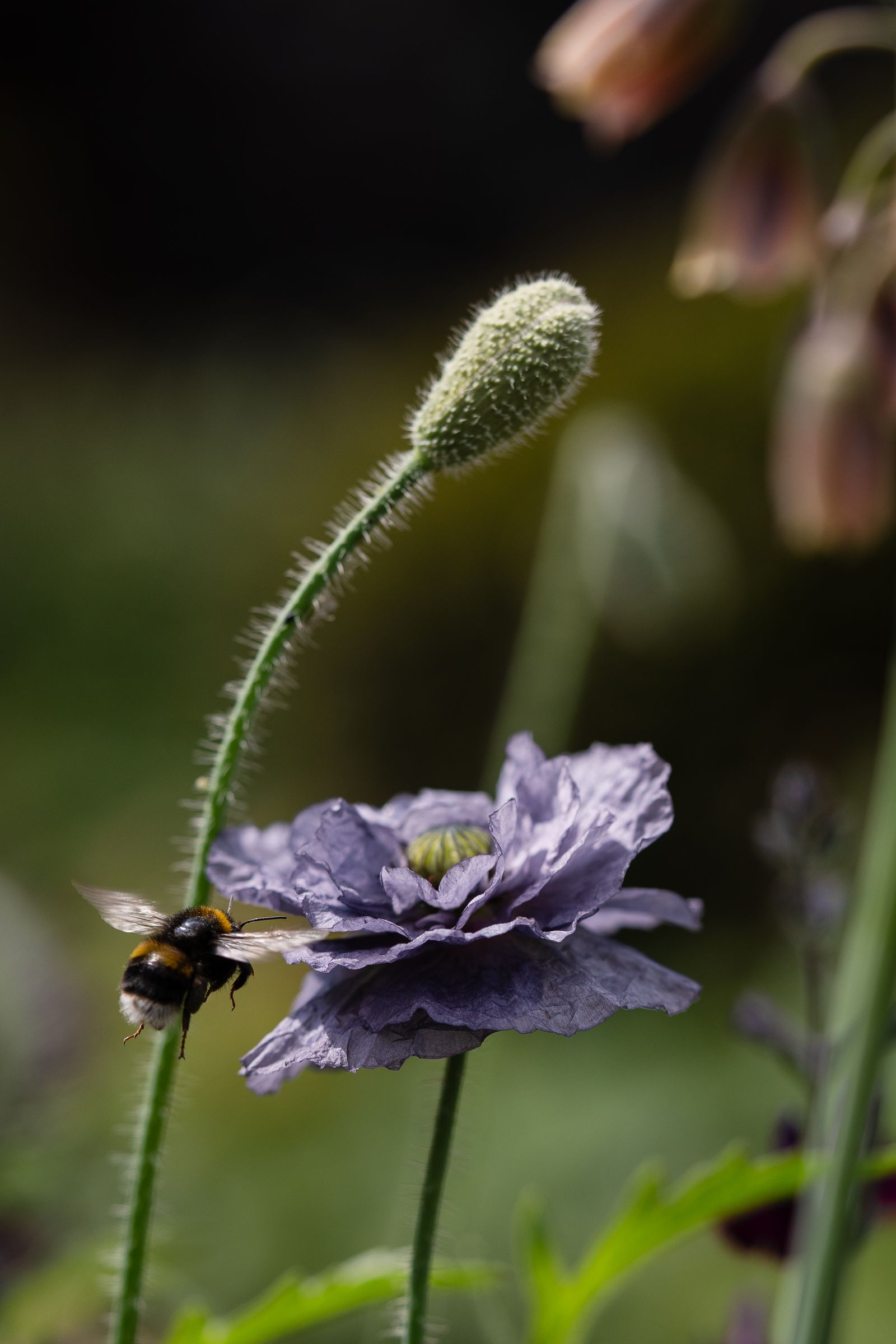 Image may contain Animal Apidae Bee Insect Invertebrate Bumblebee Anemone Flower Plant Wasp Honey Bee and Petal