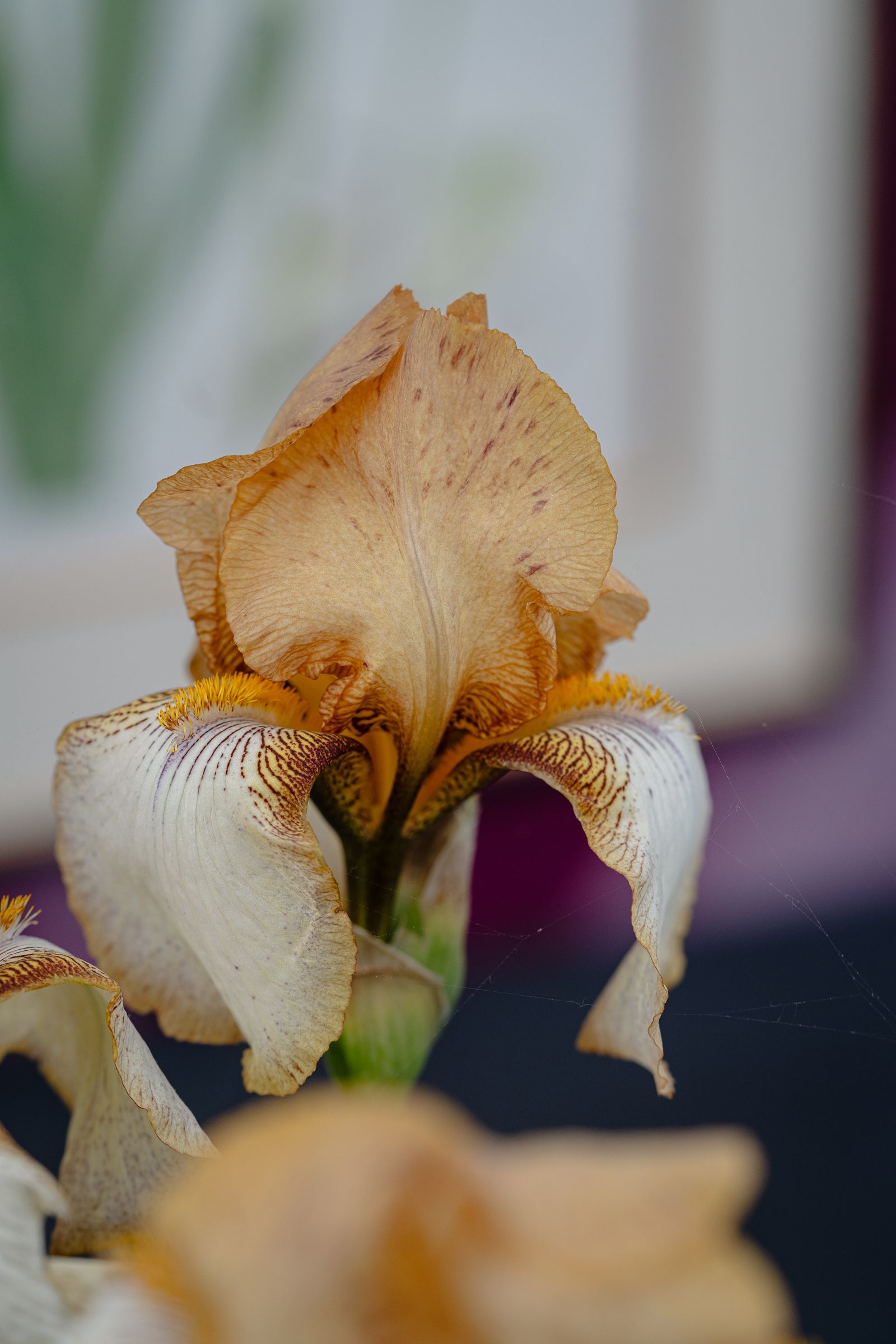 Image may contain Flower Petal Plant Iris and Person