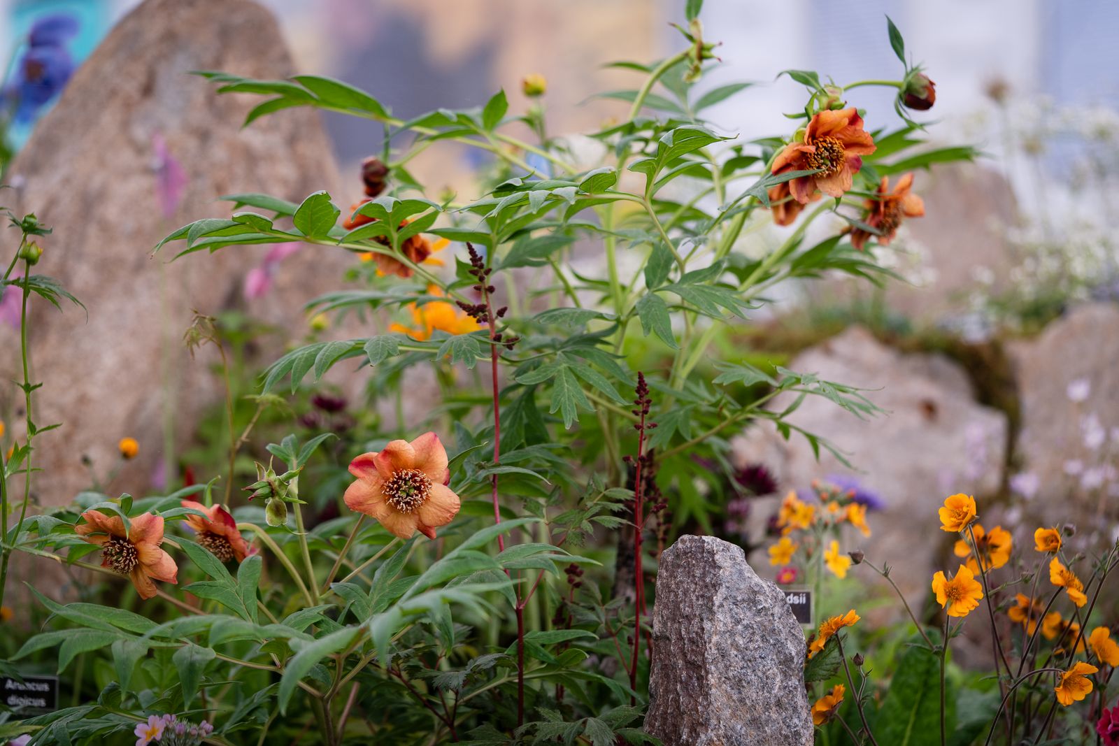 Image may contain Herbal Herbs Plant Flower Petal Daisy Leaf Vegetation Geranium Garden Nature and Outdoors