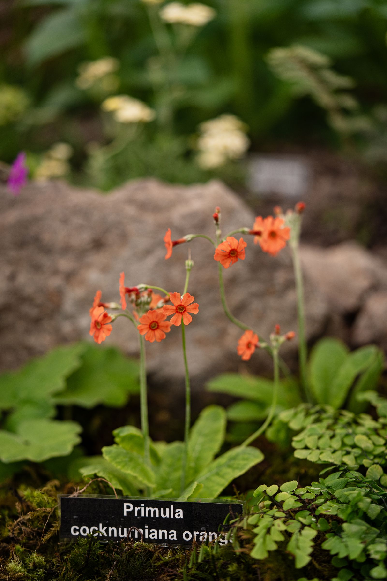 Image may contain Flower Geranium Plant Petal and Leaf