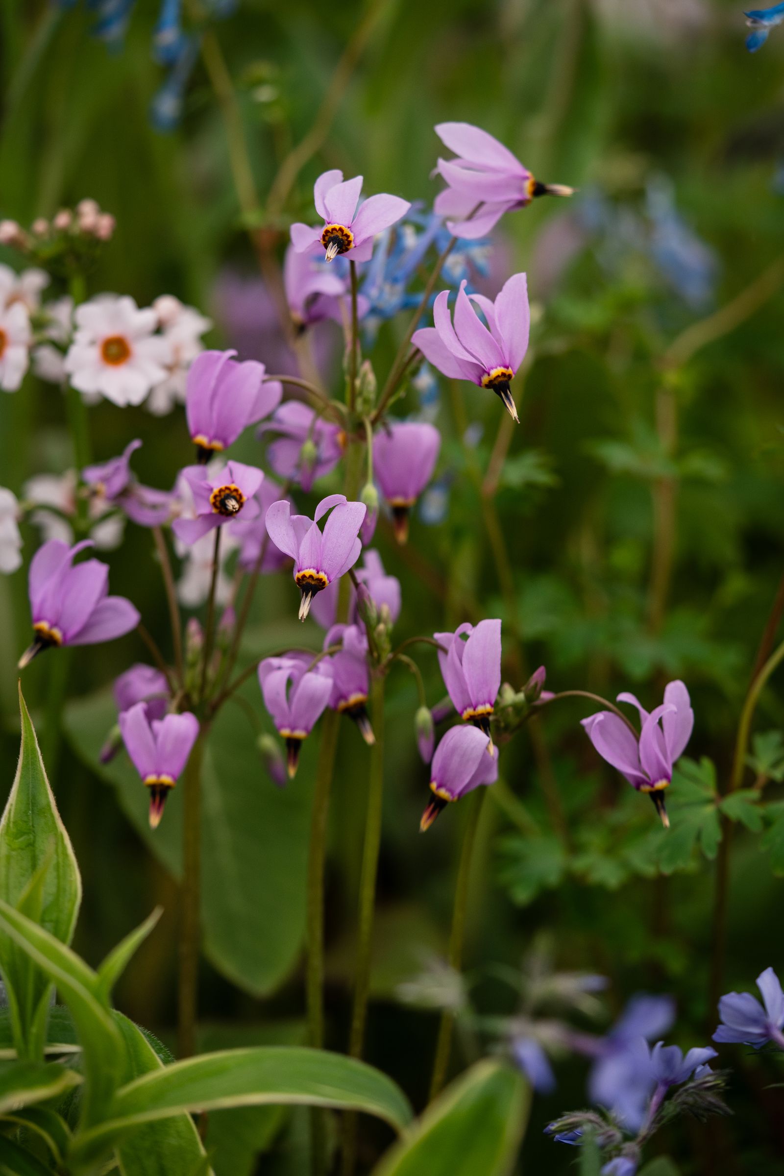 Image may contain Flower Geranium Plant Petal Iris Purple Anemone and Daisy