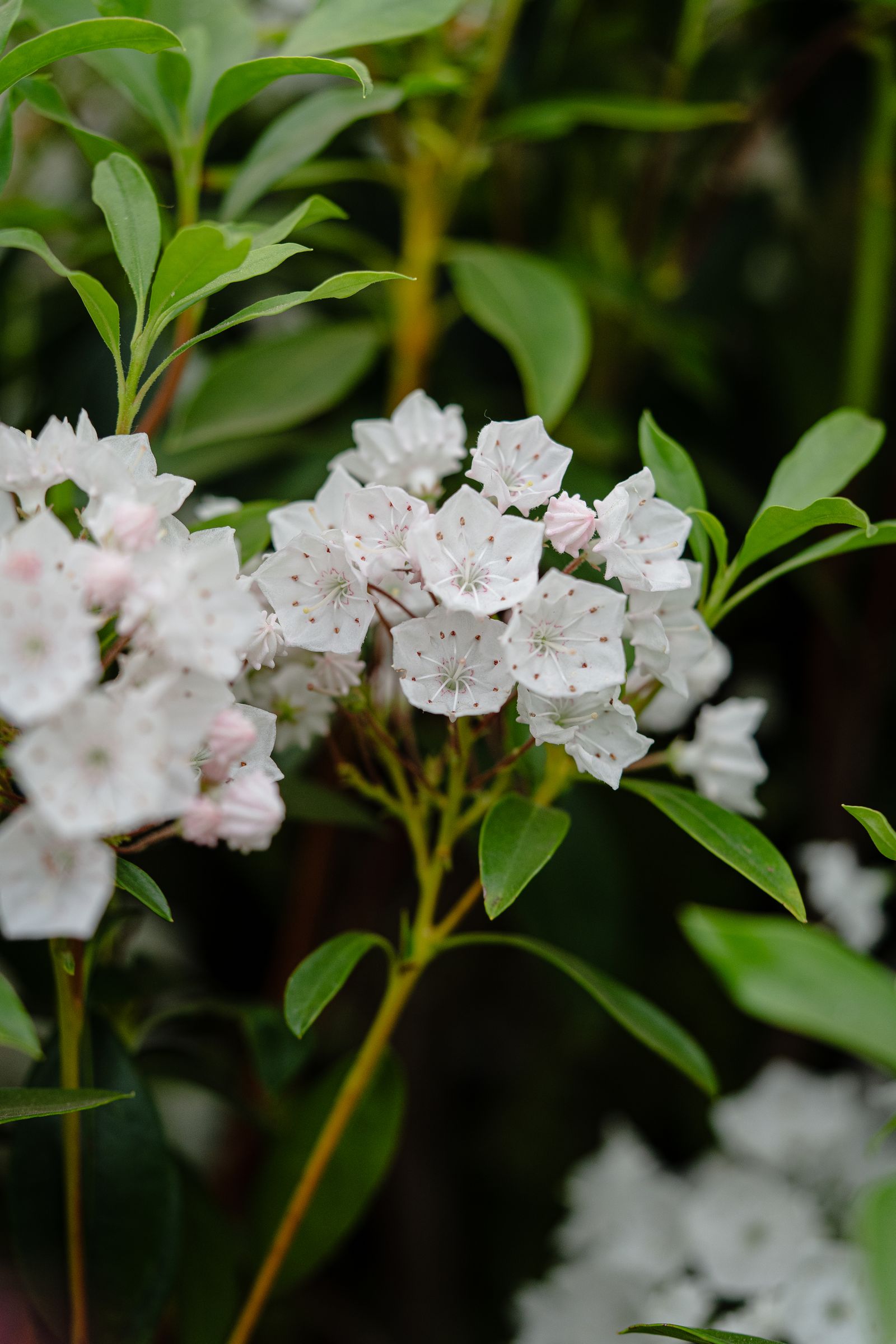 Image may contain Flower Plant Leaf Petal Geranium and Acanthaceae