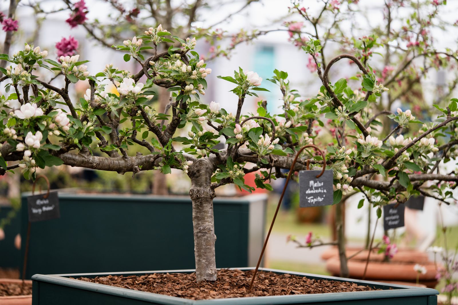 Image may contain Plant Potted Plant Tree Flower Nature Outdoors Jar Planter Pottery Vase Bonsai and Accessories