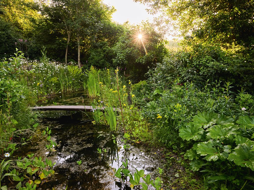 Image may contain Nature Outdoors Plant Pond Vegetation Water Land Jungle Grove Tree Woodland Green and Herbal