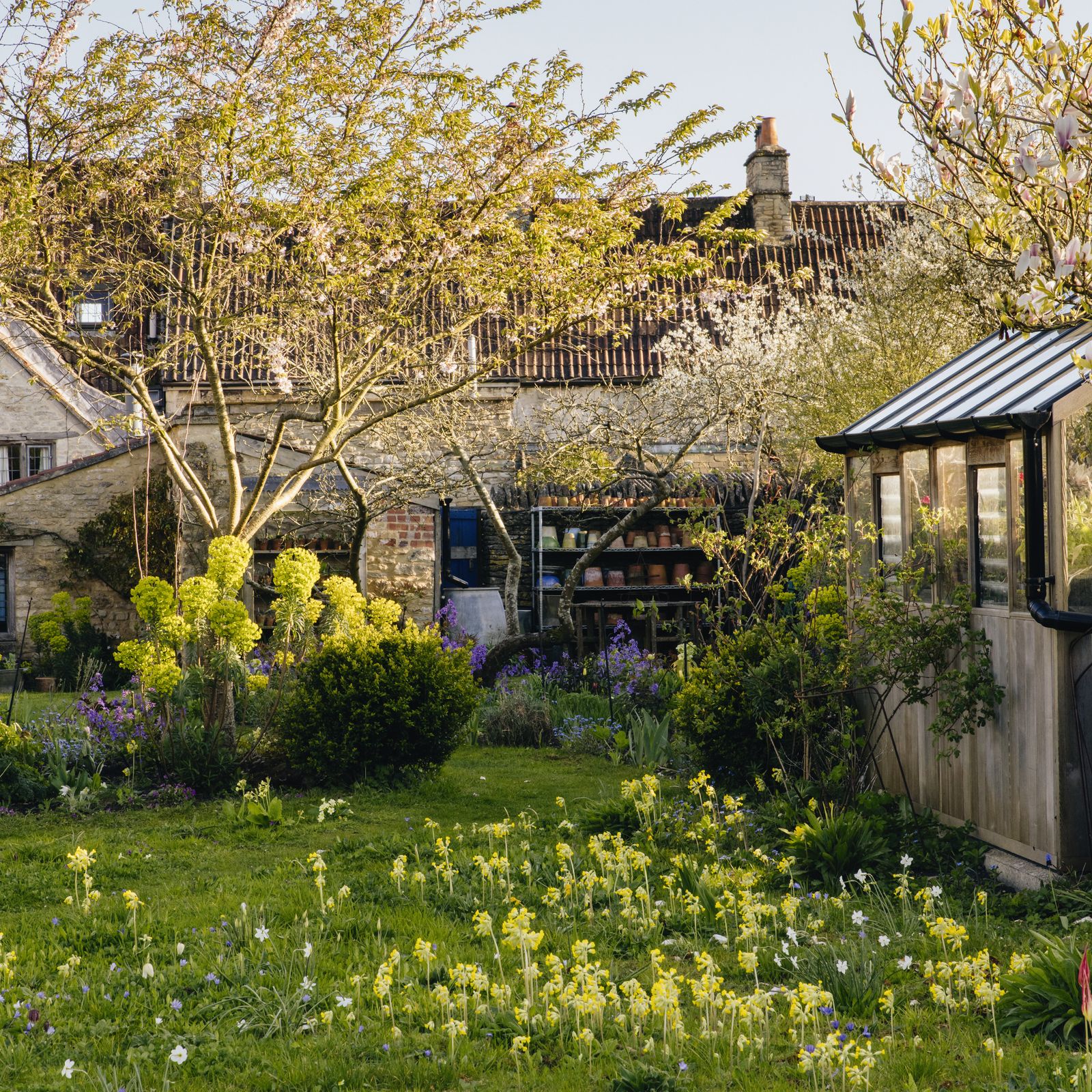All the wildflowers you can grow at home (and how to do it)