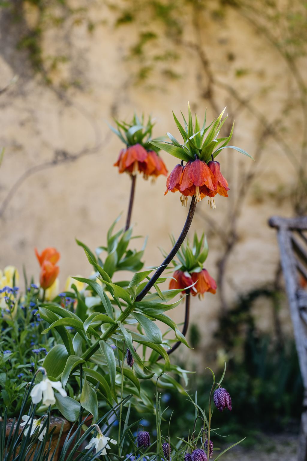 Image may contain Flower Petal Plant Amaryllidaceae Leaf Geranium Daisy and Potted Plant
