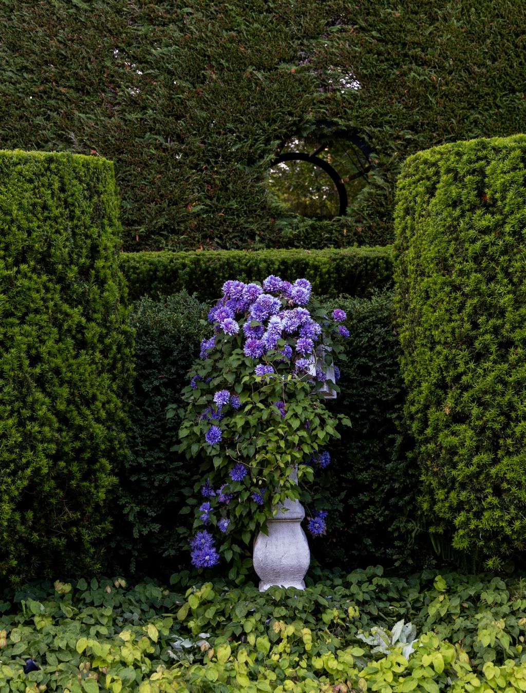 Image may contain Garden Nature Outdoors Flower Geranium Plant Fence Hedge Tree Vegetation and Arbour