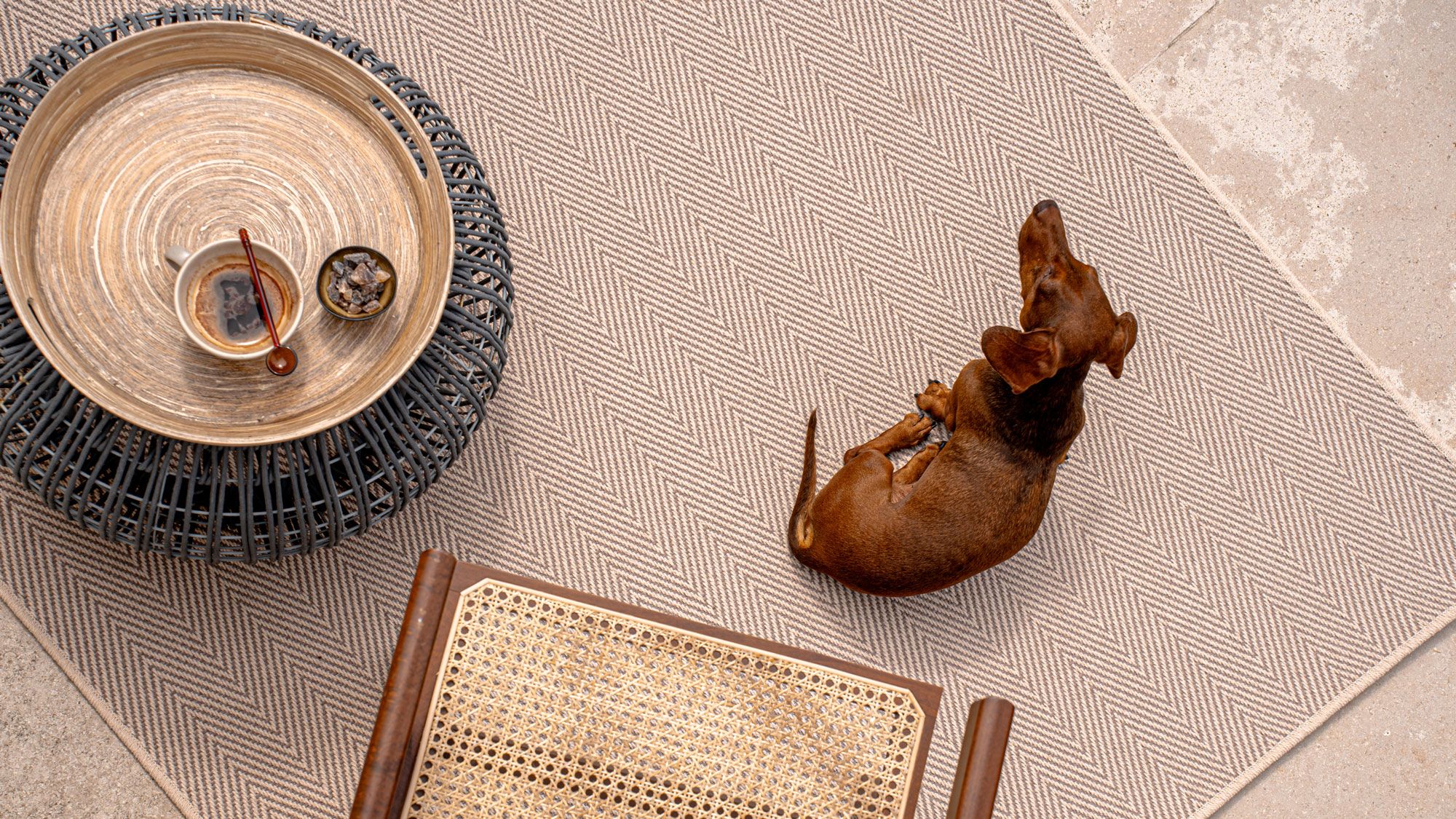 Image may contain: Floor, Animal, Canine, Dog, Mammal, Pet, Chair, Furniture, and Home Decor