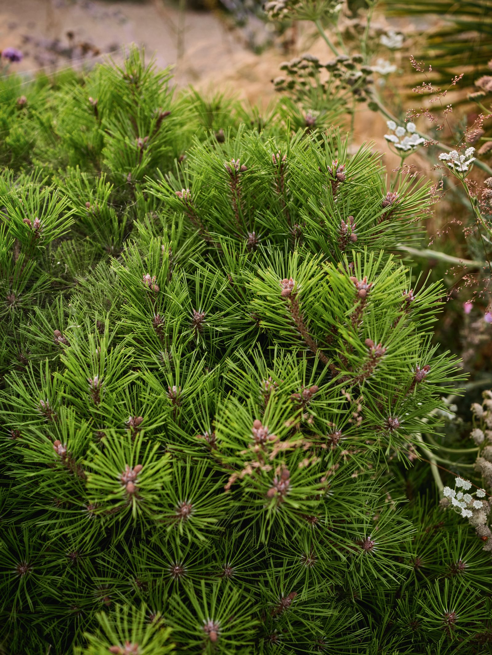 Image may contain Plant Vegetation and Tree