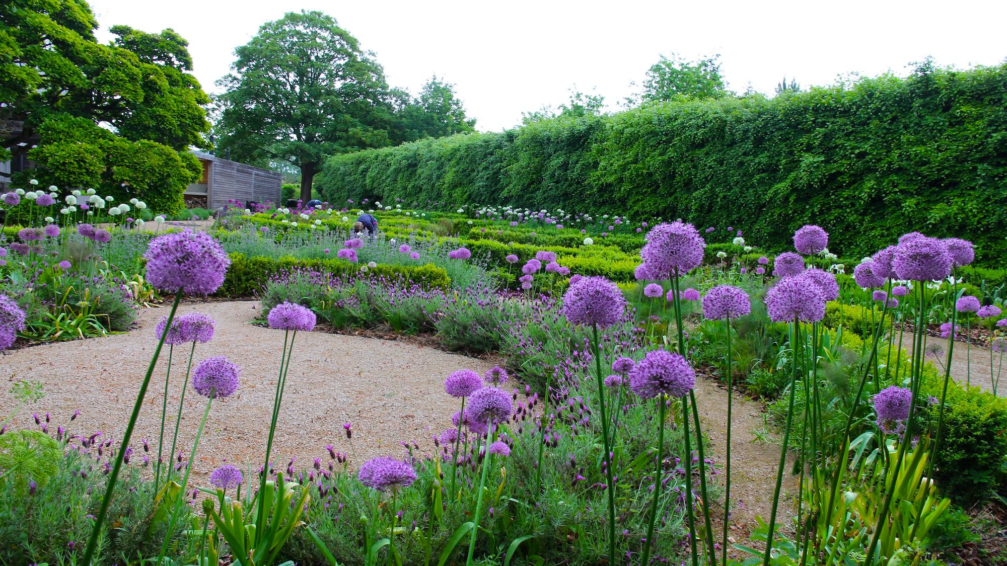 Image may contain: Garden, Nature, Outdoors, Flower, Plant, Person, Vegetation, and Allium