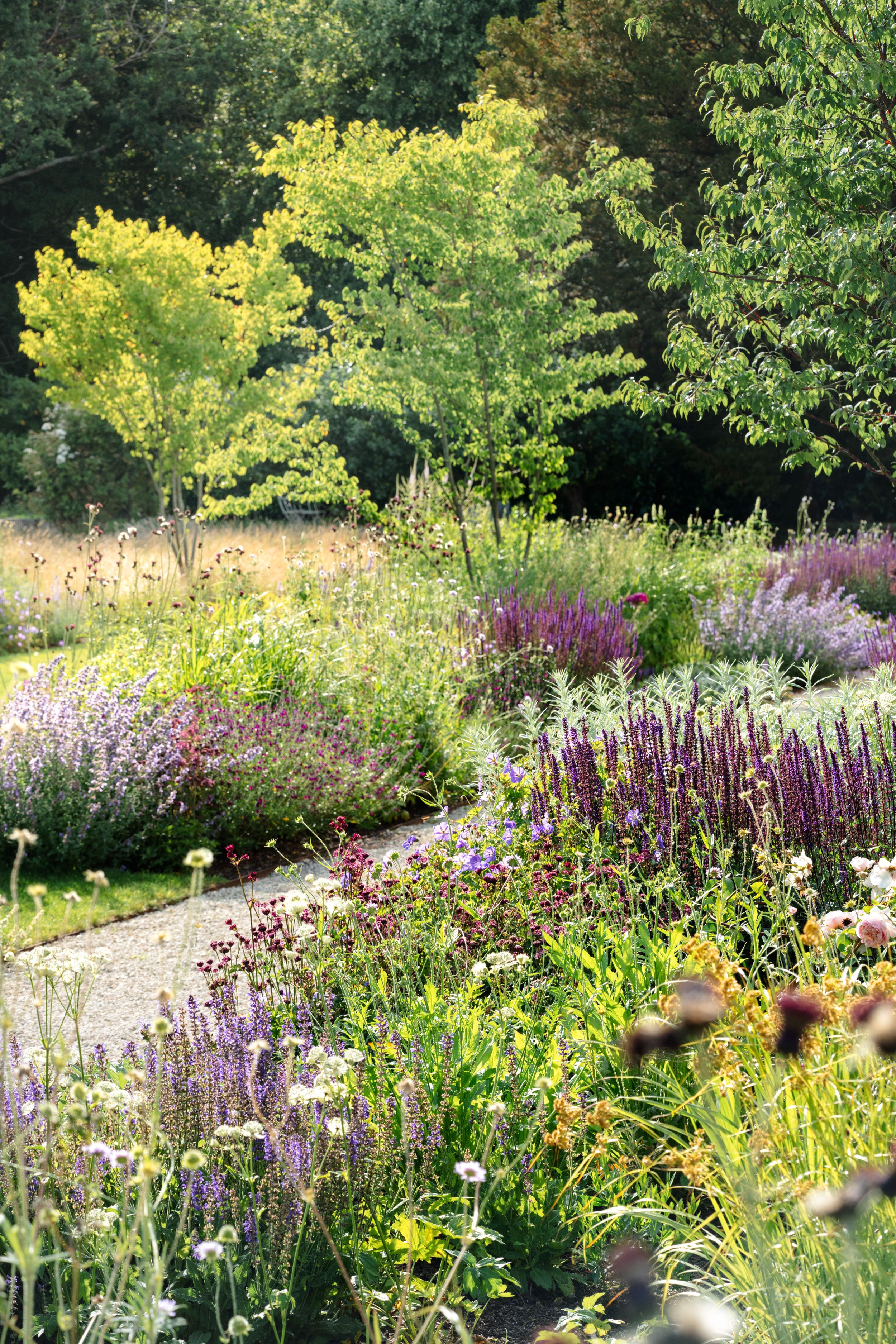 Image may contain: Plant, Vegetation, Purple, Garden, Nature, Outdoors, Herbal, Herbs, Grove, Land, Tree, Woodland, and Grass