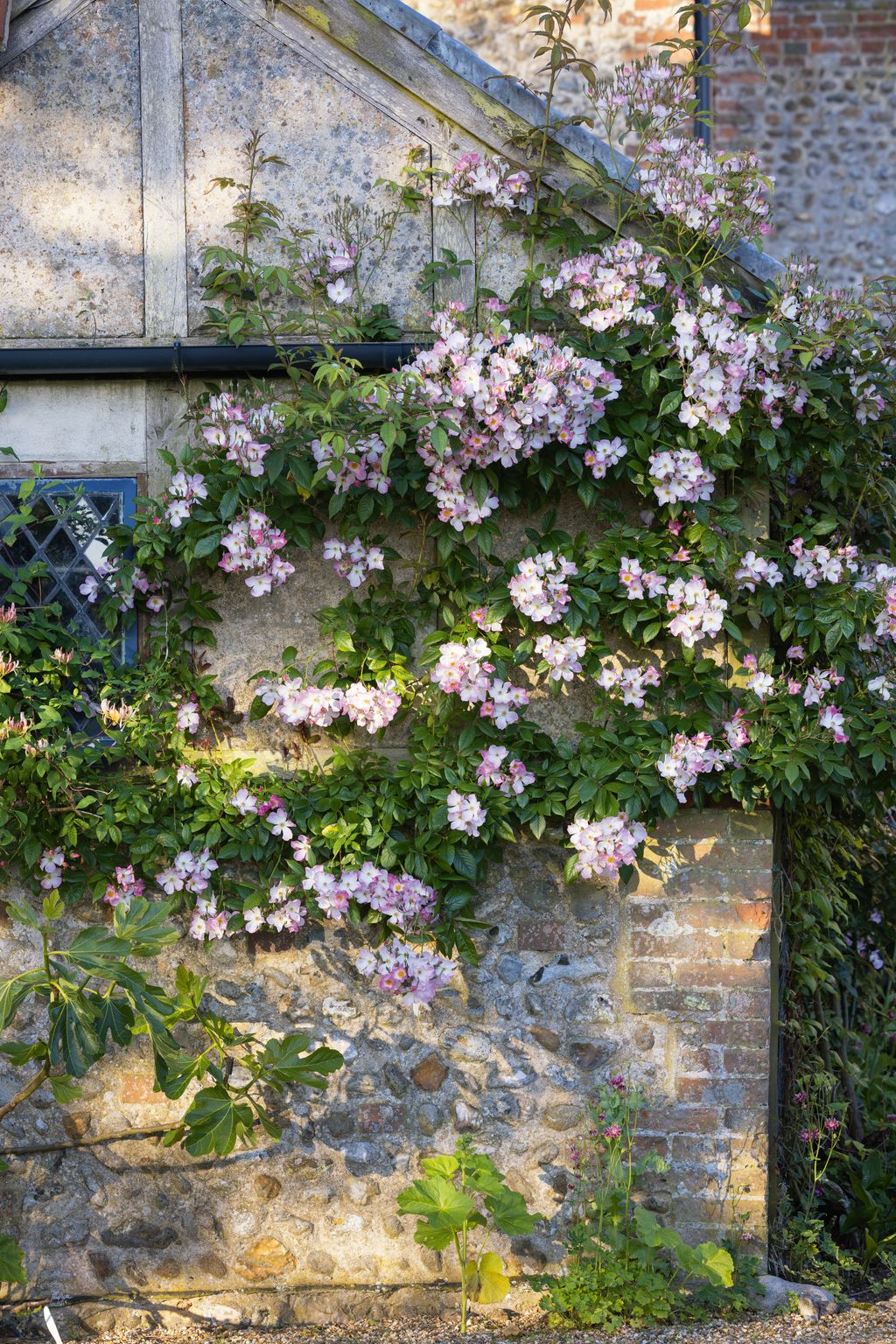 Image may contain Flower Geranium Plant Vine Petal Garden Nature Outdoors Architecture Building and Wall