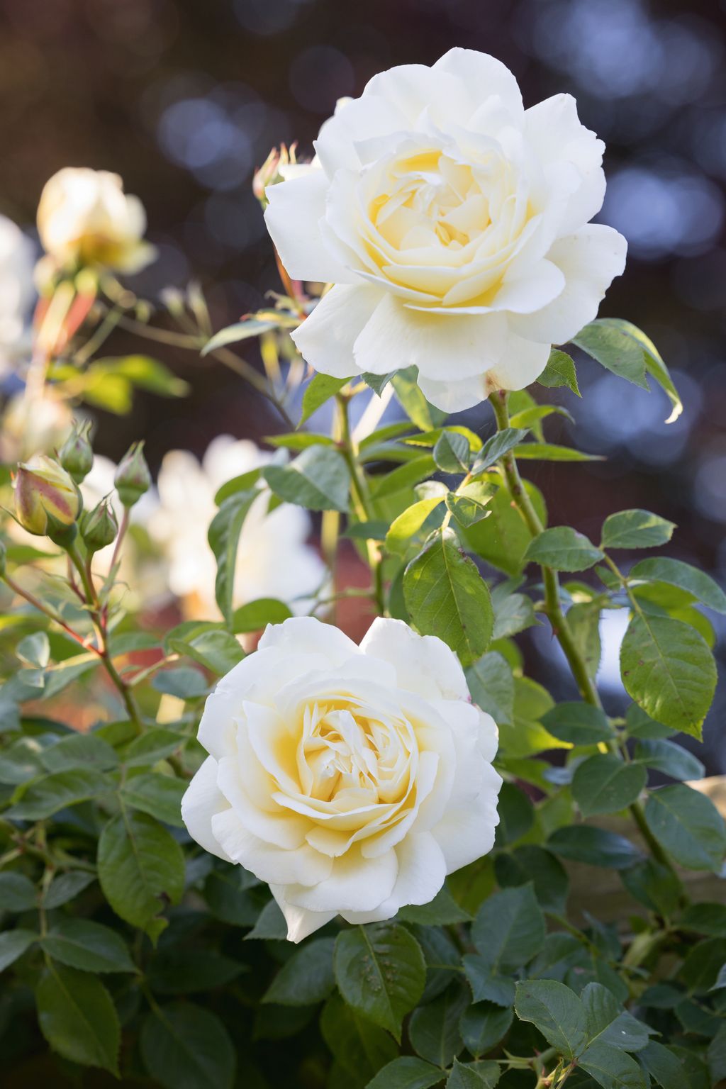 Image may contain Flower Plant Rose and Petal