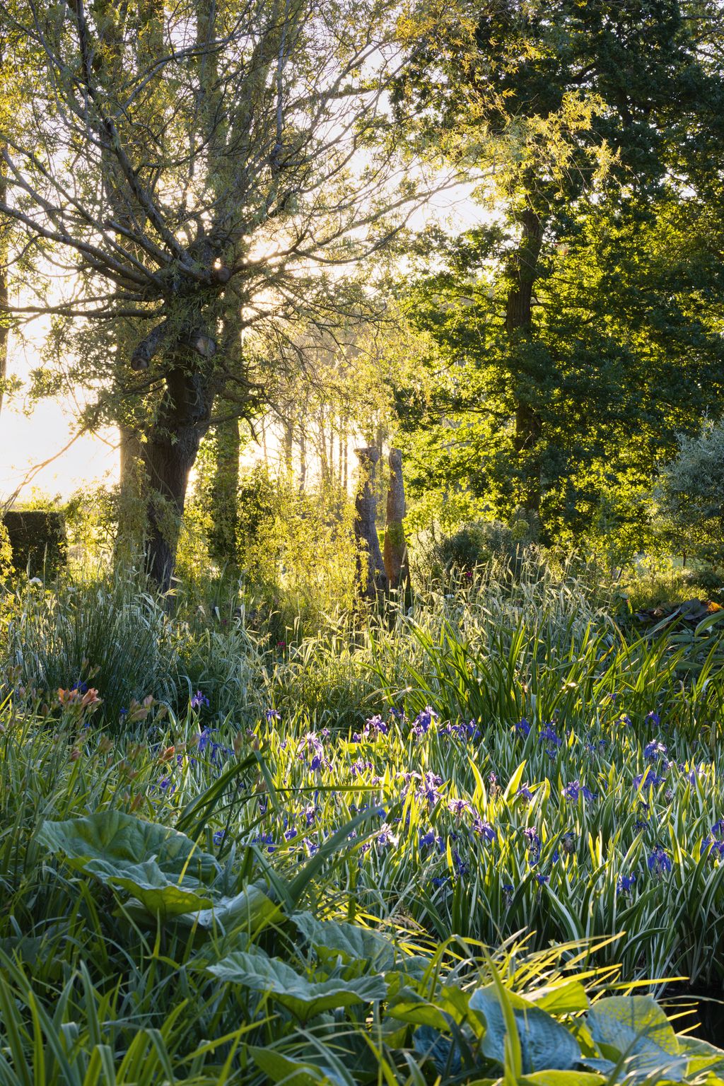 Image may contain Plant Vegetation Grove Land Nature Outdoors Tree Woodland Field Grassland Grass and Countryside