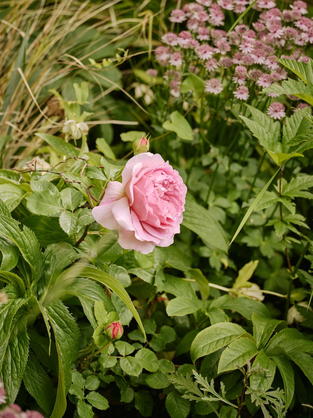 Image may contain Flower Petal Plant Rose Herbal Herbs Geranium Leaf Vegetation Peony and Carnation