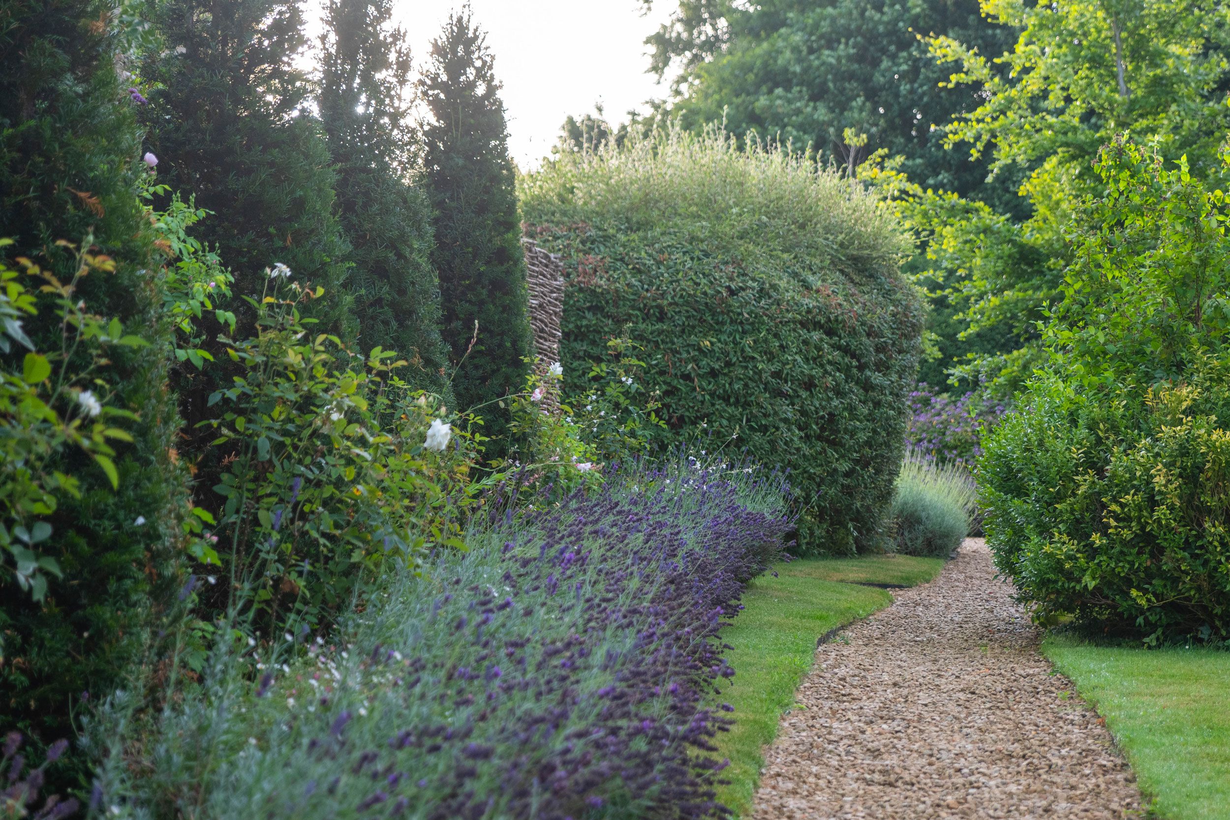 Image may contain: Plant, Vegetation, Garden, Nature, Outdoors, Fence, Hedge, Path, Grass, Park, Gravel, Road, Land, and Tree