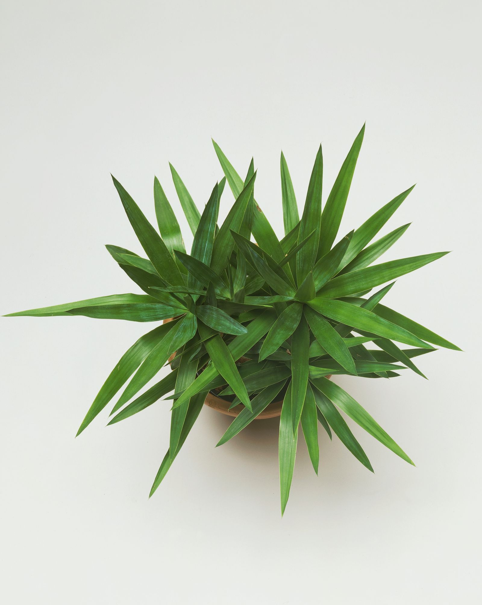 11 Best Good Luck Plants to Attract Money Health and Positive Vibes at Home and 6 Important Unlucky Plants to Avoid....