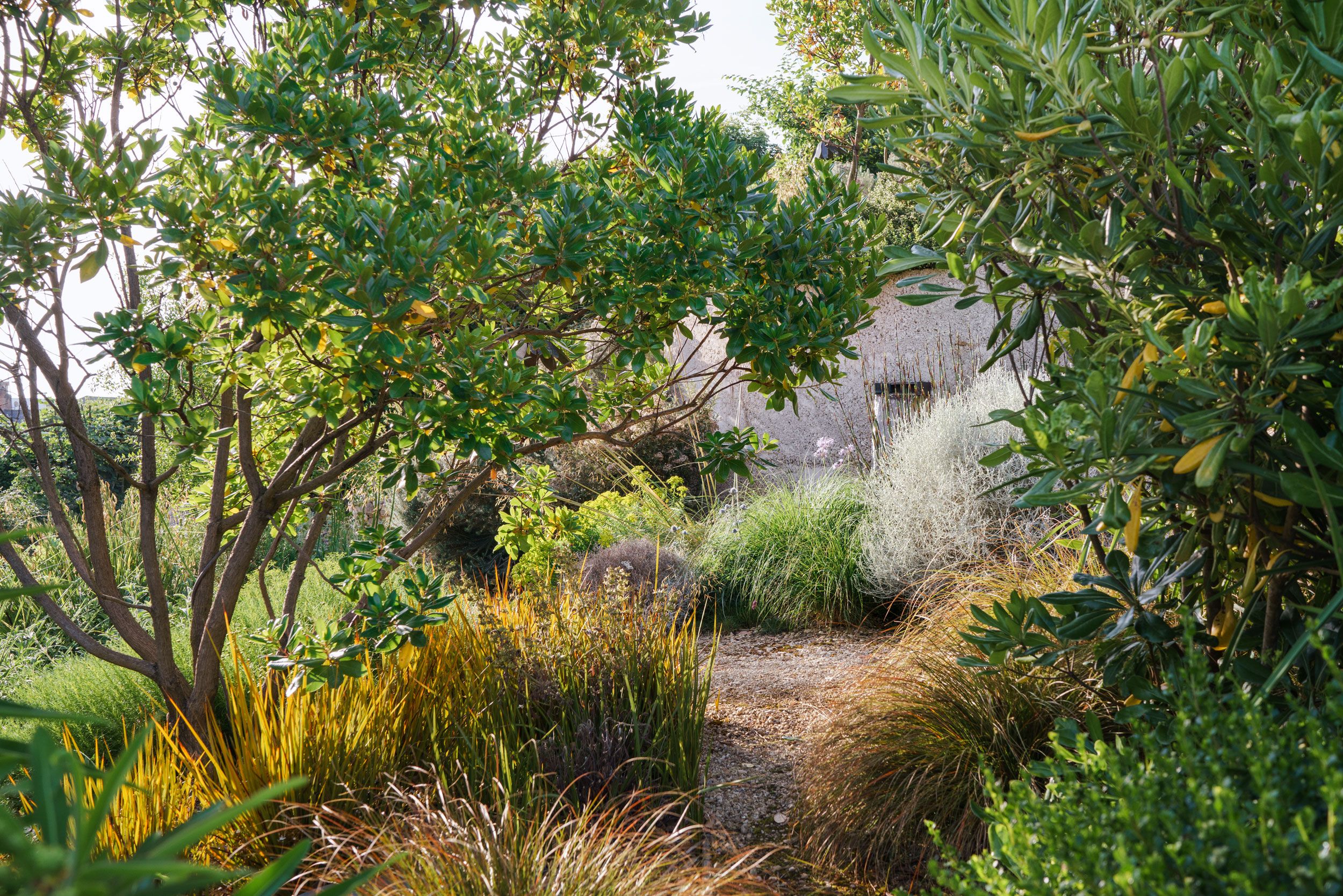 Image may contain: Plant, Vegetation, Land, Nature, Outdoors, Tree, Woodland, Herbal, Herbs, Garden, Bush, Grass, and Jungle