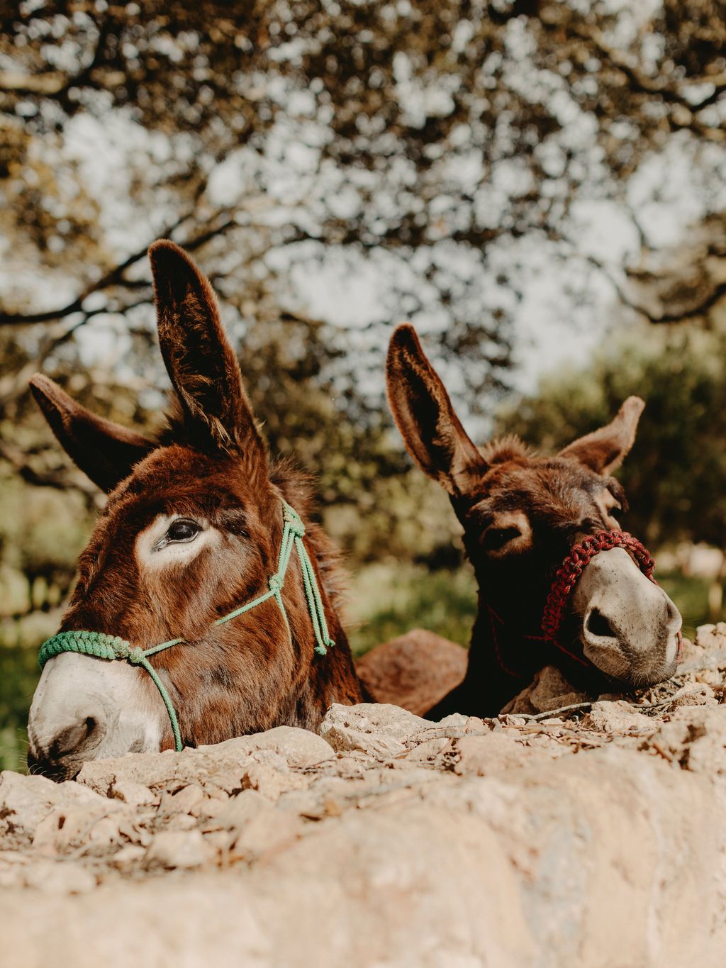 Image may contain Animal Donkey and Mammal