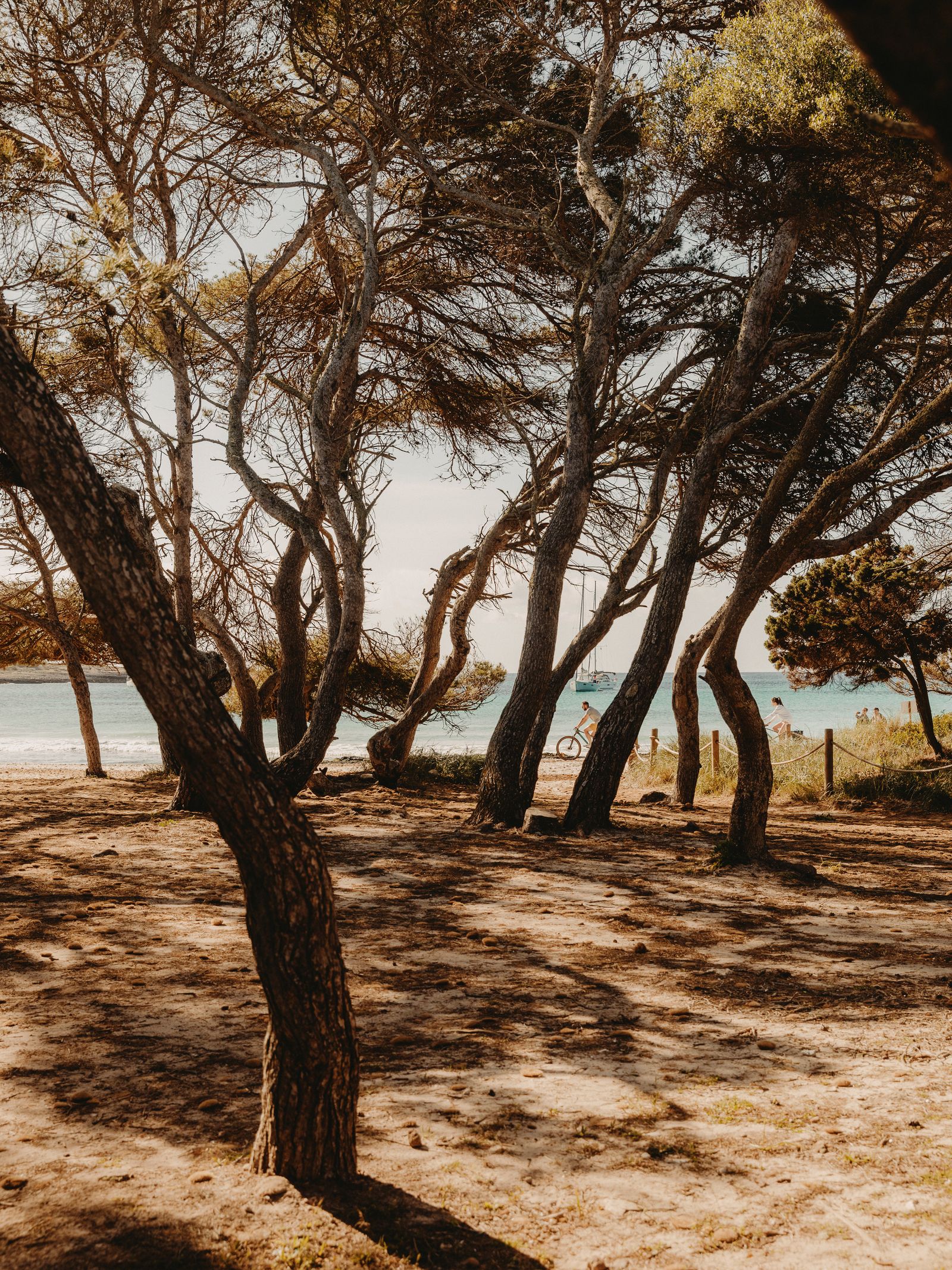 Image may contain Plant Tree Ground Person Nature Outdoors Scenery Tree Trunk Bicycle Transportation and Vehicle