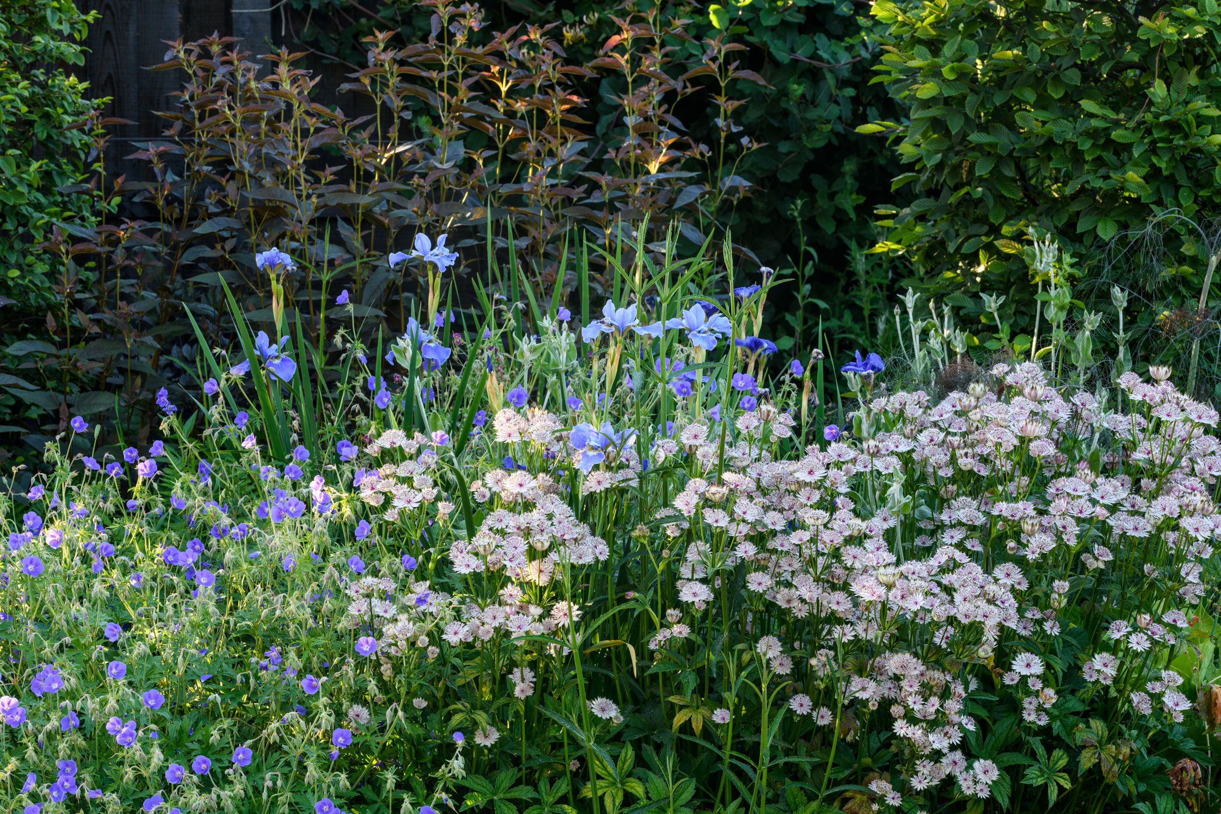 Image may contain: Herbal, Herbs, Plant, Vegetation, Flower, Geranium, Iris, Garden, Nature, Outdoors, Daisy, and Purple