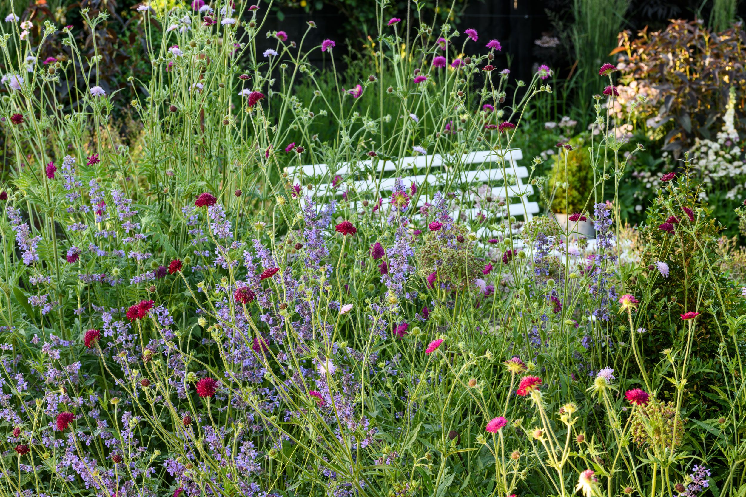 Image may contain: Herbal, Herbs, Plant, Garden, Nature, Outdoors, Vegetation, Purple, Flower, Geranium, Grass, and Petal