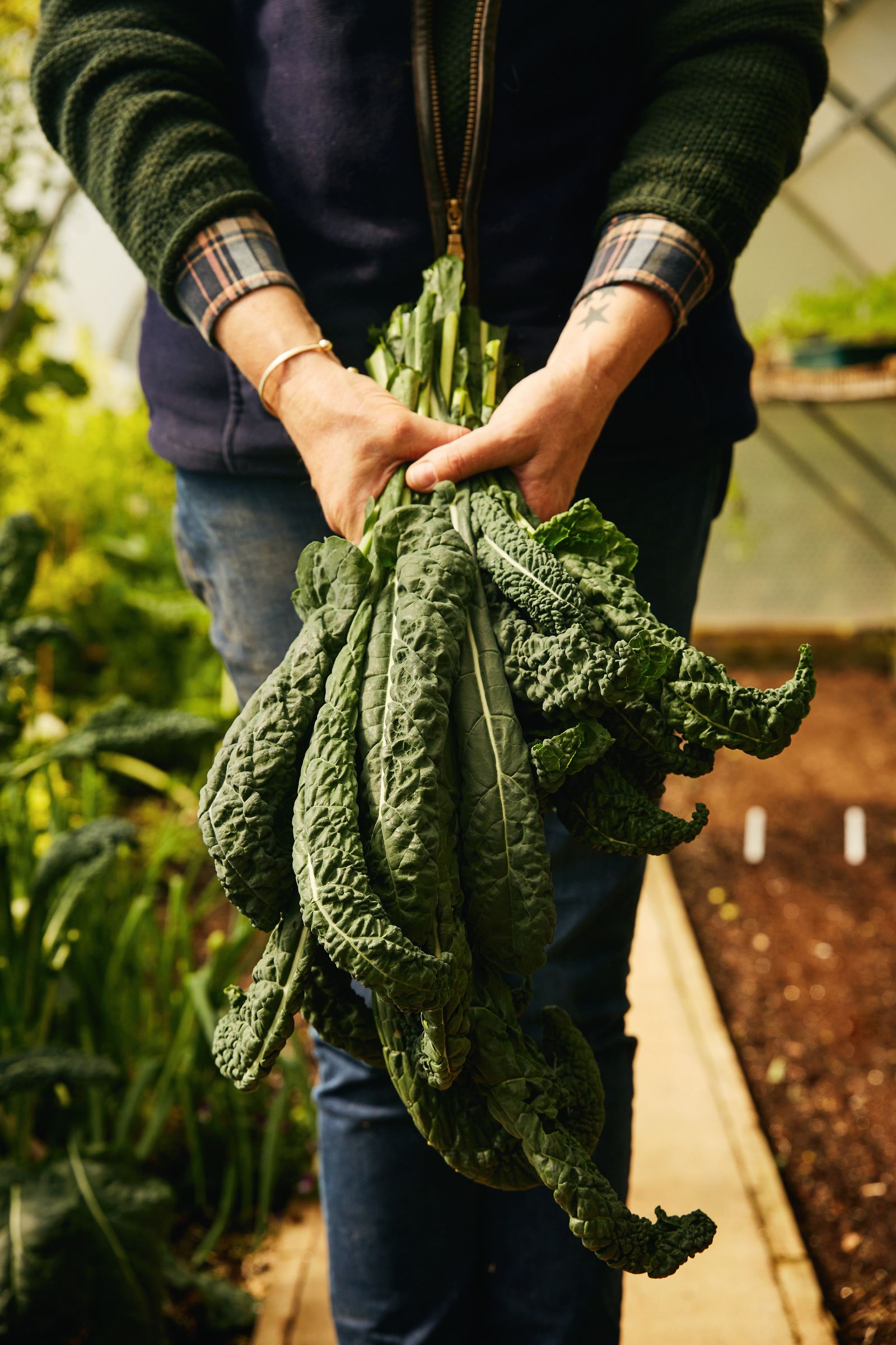 Kale is among the many vegetables grown without chemicals in the market garden at Fowlescombe Farm in Devon.