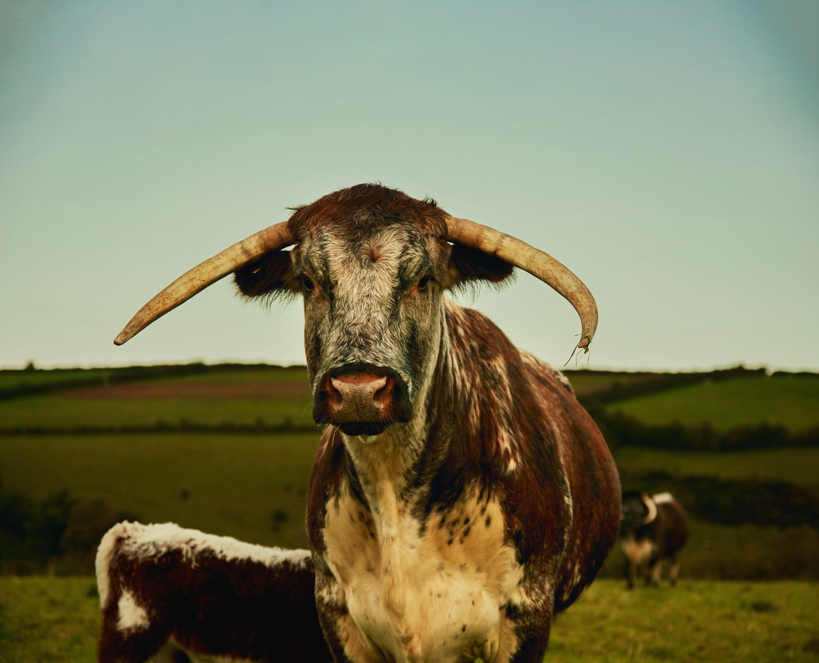 An English Longhorn at Fowlescombe Farm.