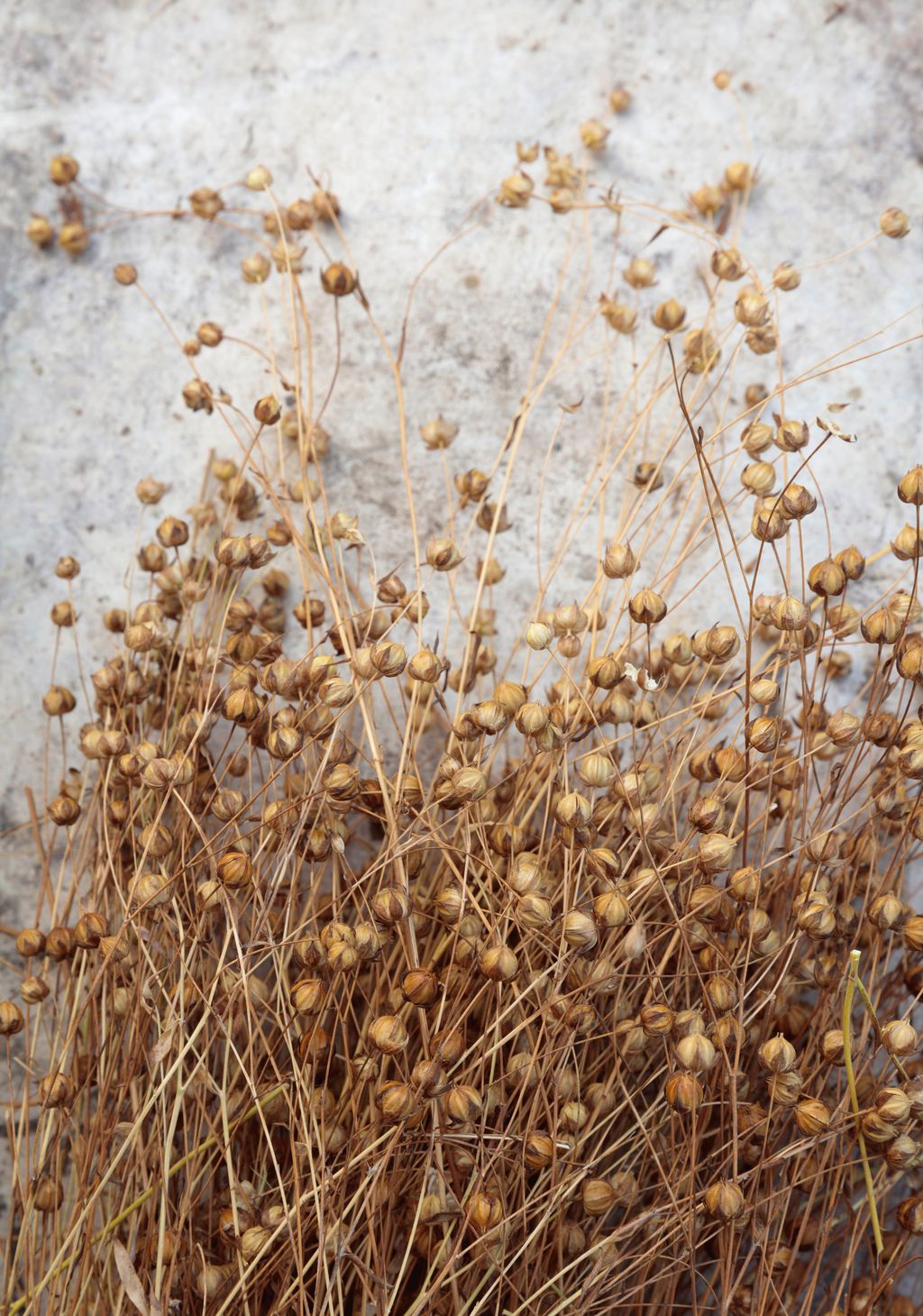 Linum usitatissimum.