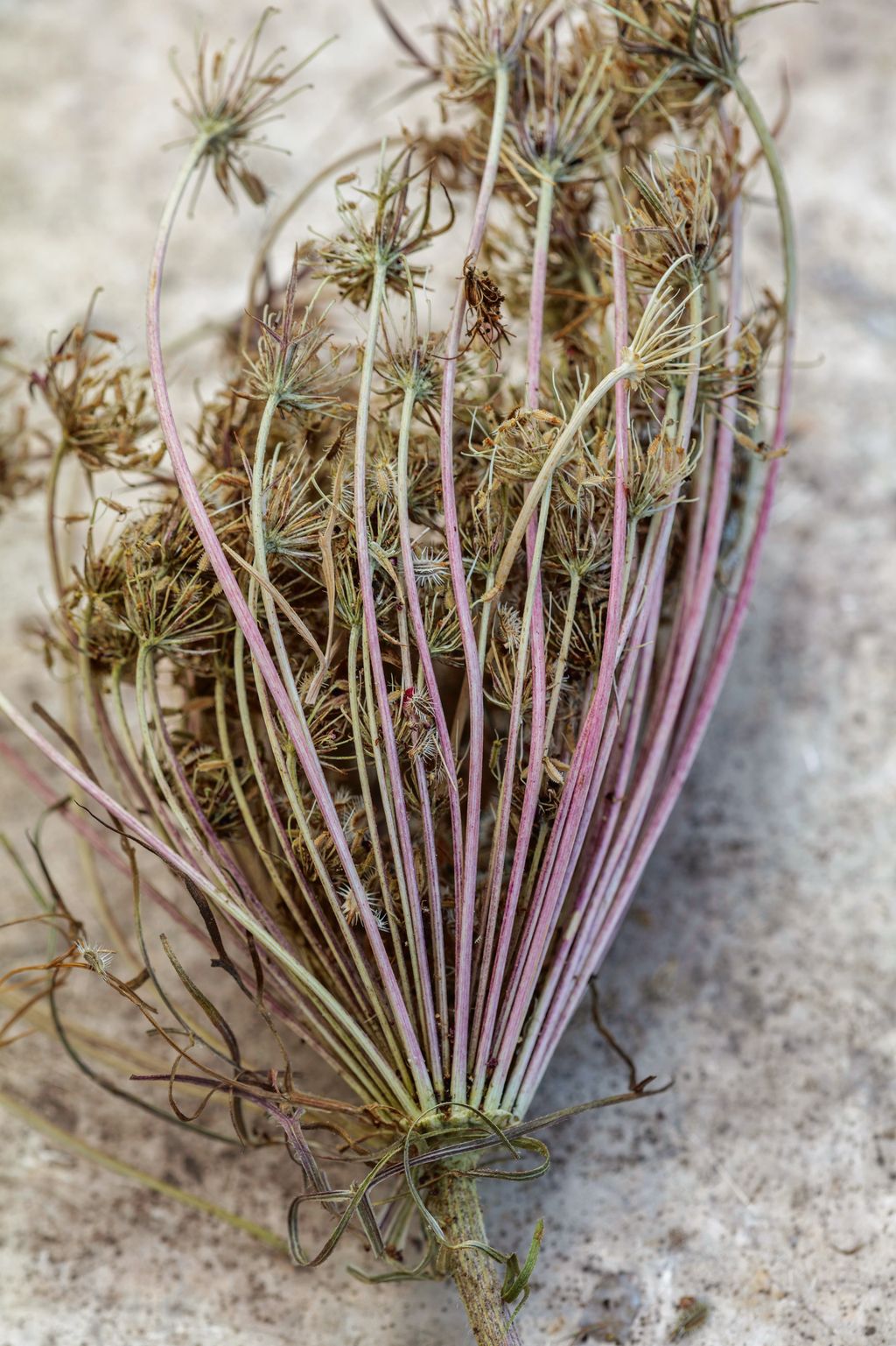 Daucus carota ‘Dara .
