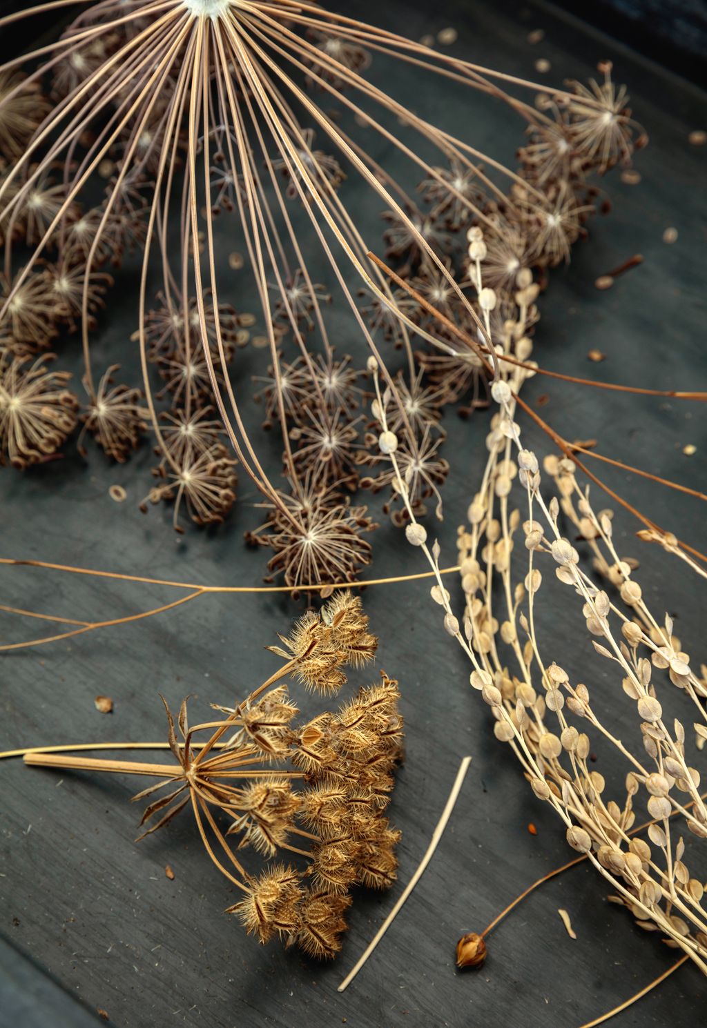 Anethum graveolens Orlaya grandiflora and Lepidium sativum .