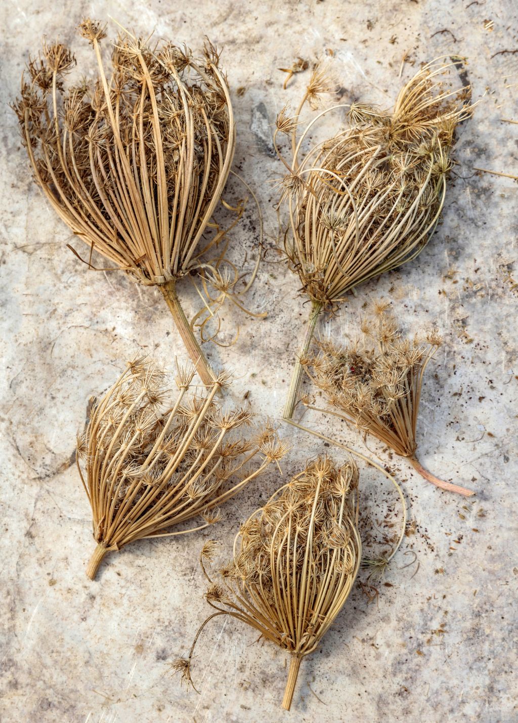 Daucus carota ‘Dara.
