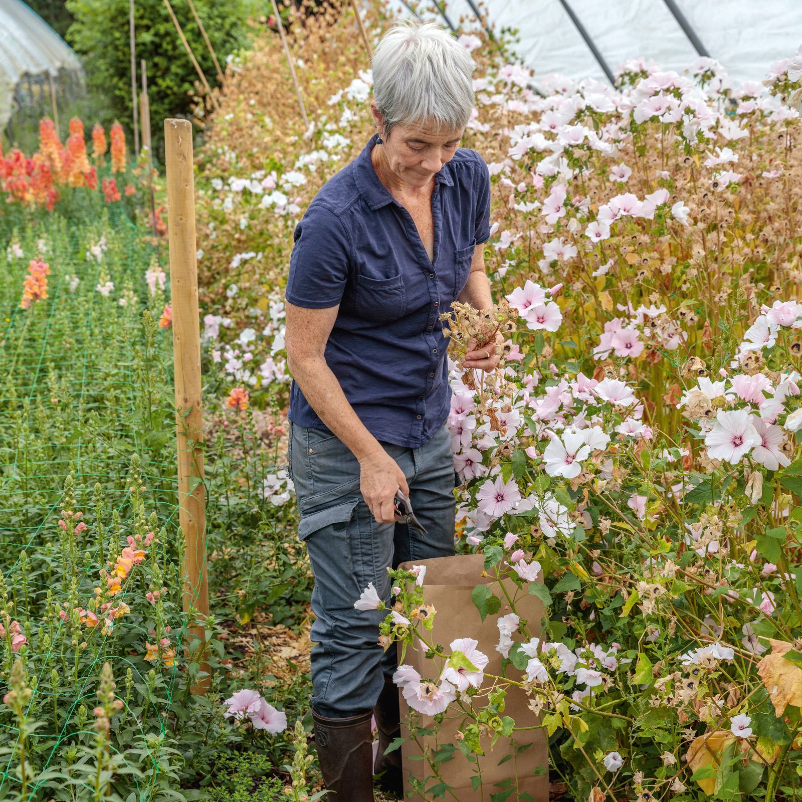 Now's the time to collect seeds from your garden for next year – here's how