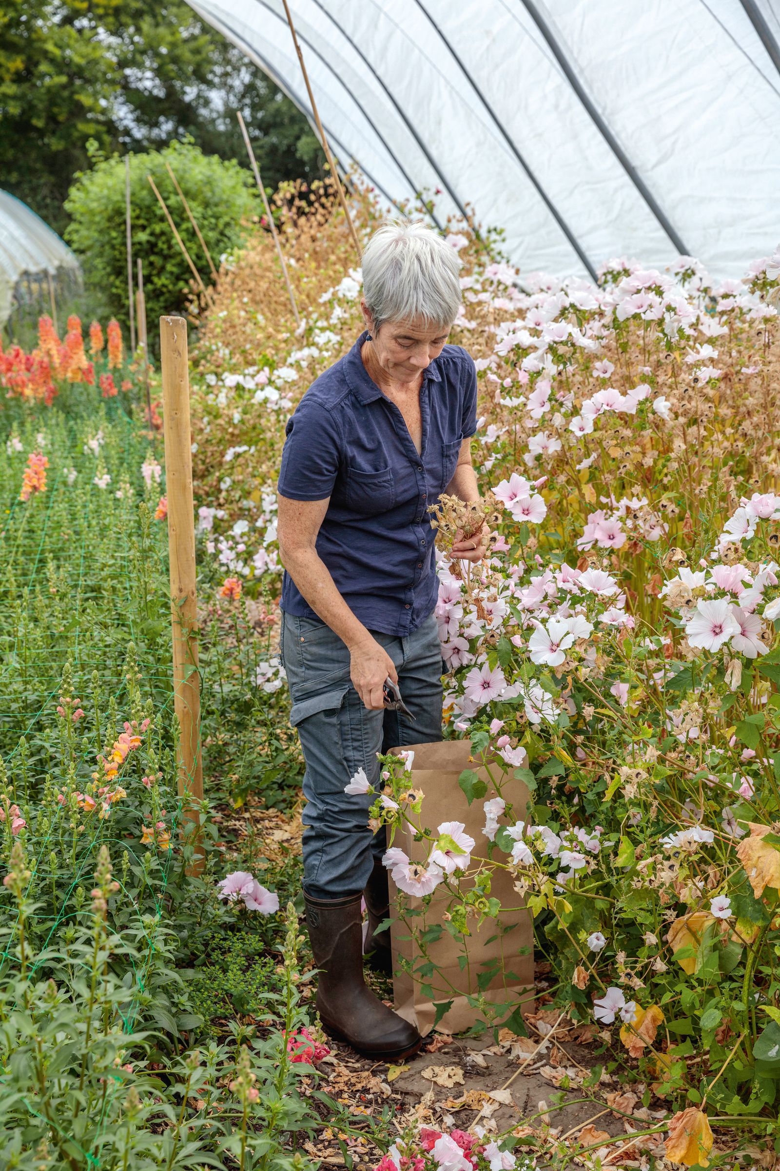 Rachel harvesting seed from Lavatera trimestris ‘Pink Regis.