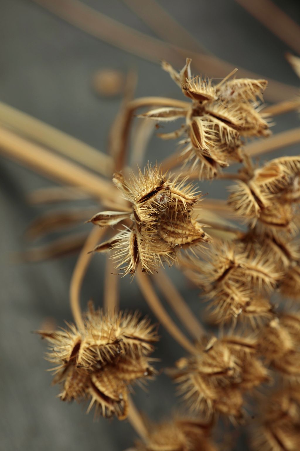 Orlaya grandiflora .