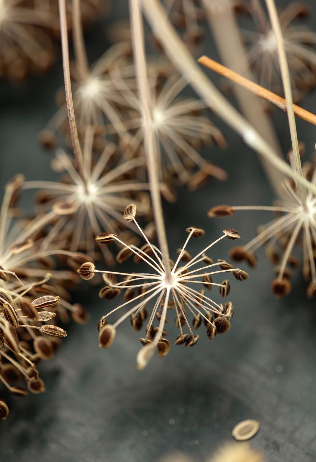 A closeup of florists dill  Anethum graveolens ‘Mariska.