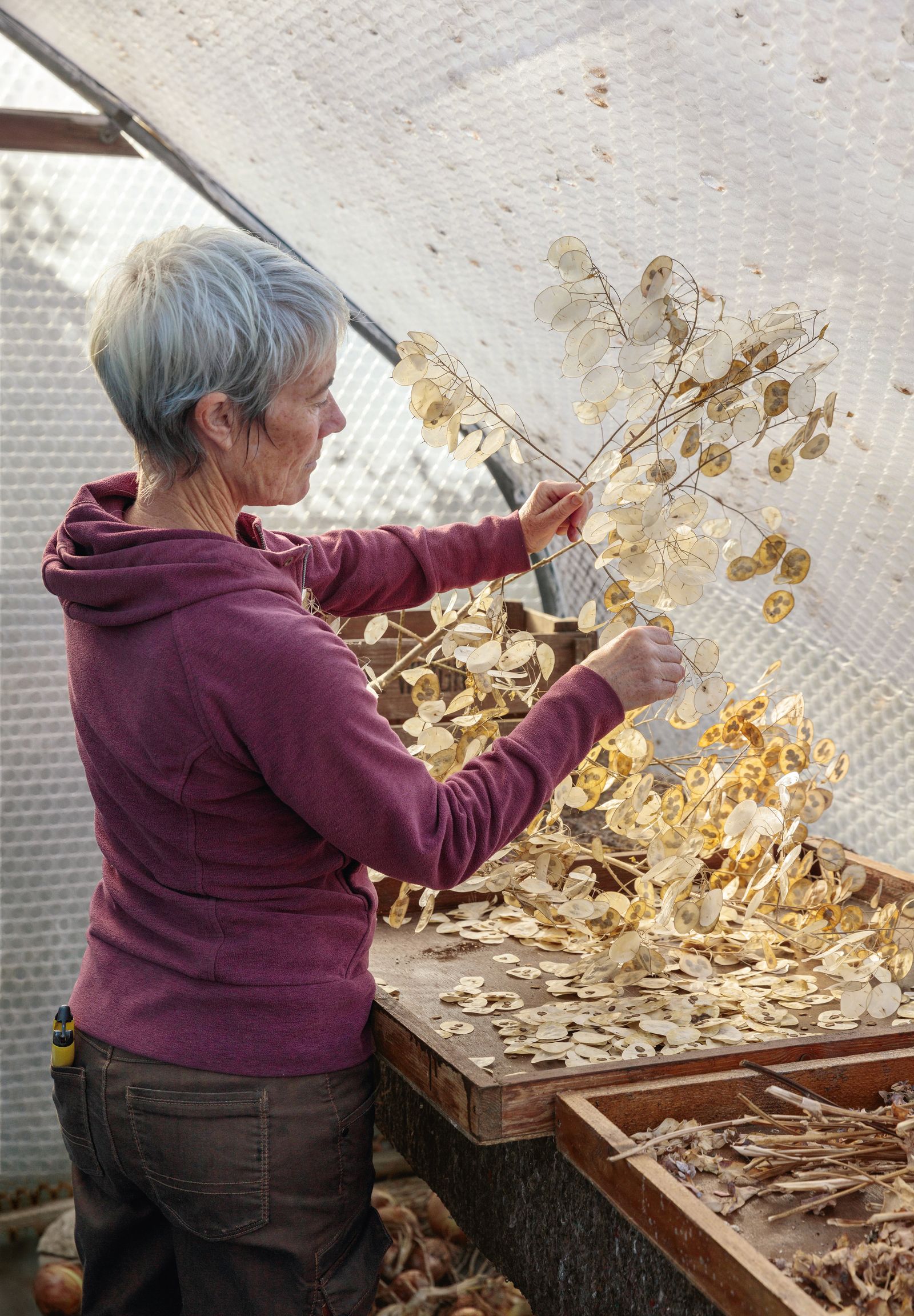 Rachel sifting through honesty seed pods.