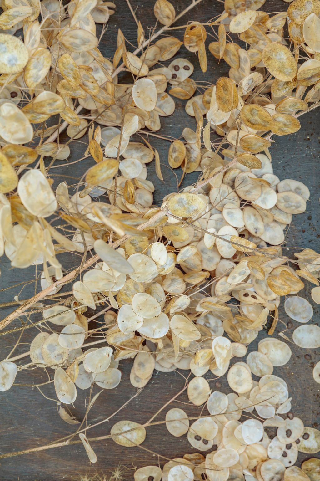Lunaria annua ‘Corfu Blue .
