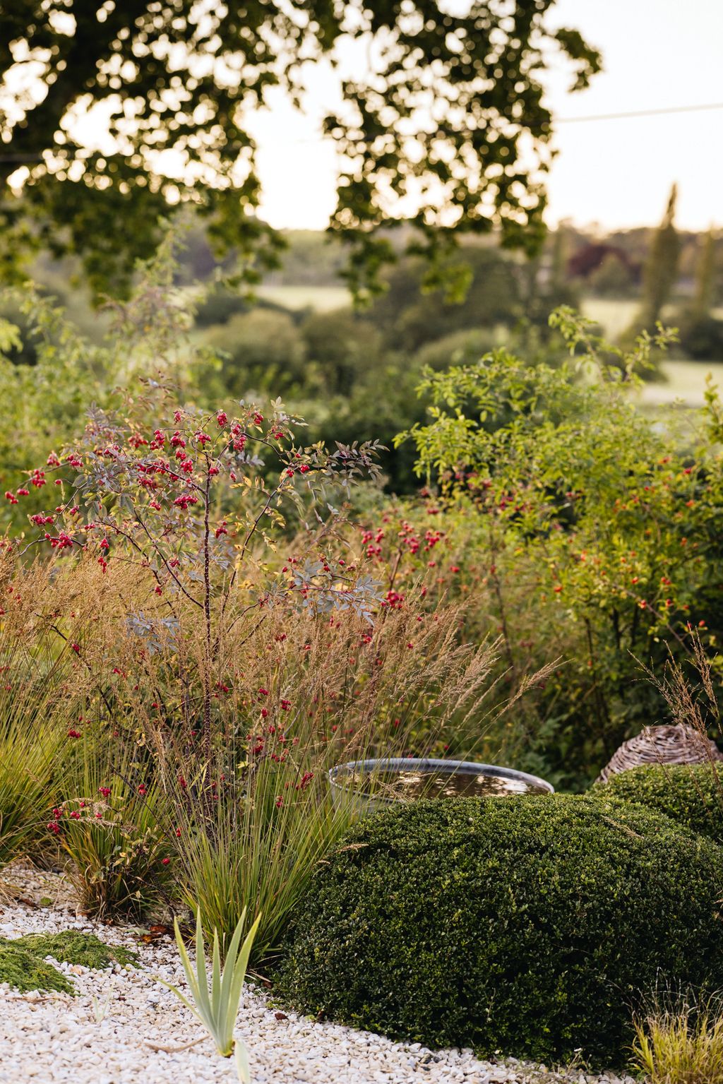 Coppery red Helenium ‘Moerheim Beauty.