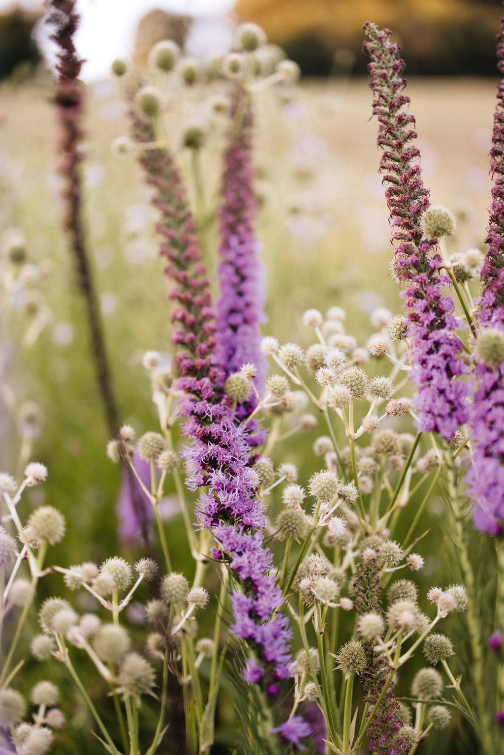 Eryngium yuccifolium and pink Liatris spicata.