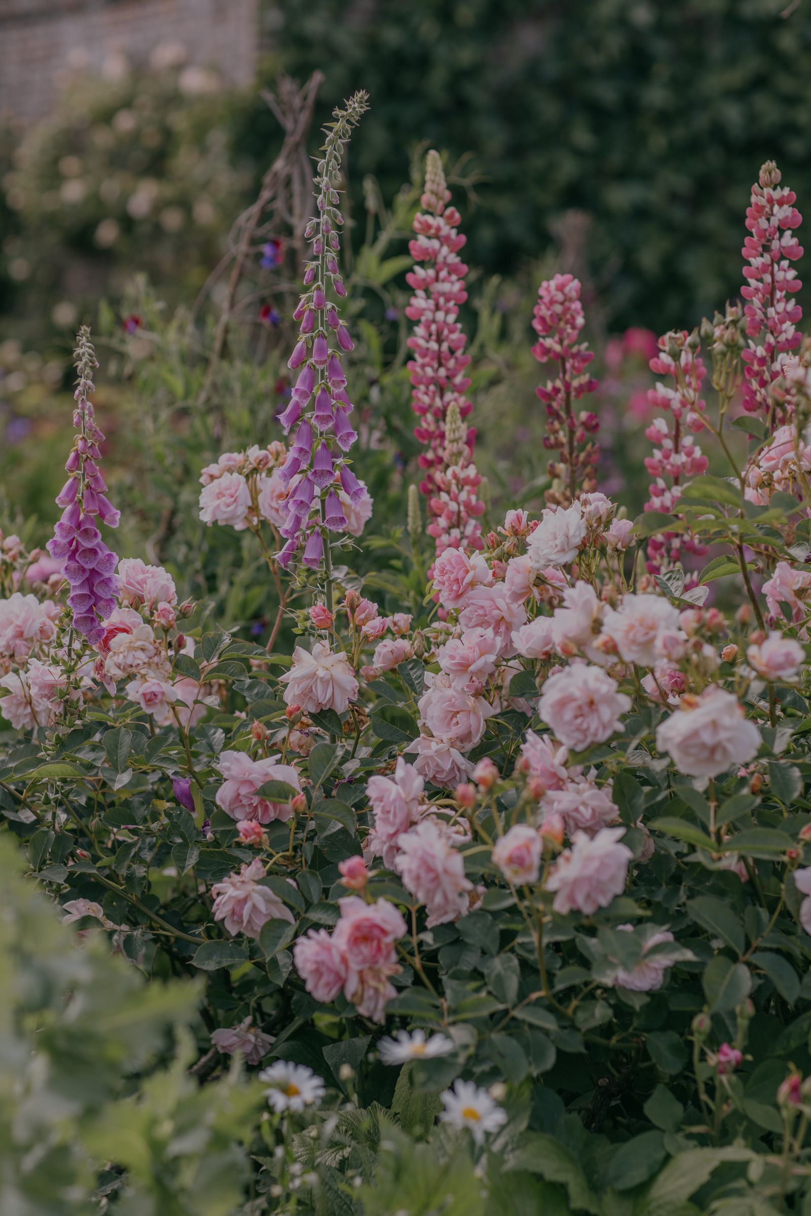 Roses and foxgloves are among the charming cottagegarden favourites in the Sissinghurst garden.