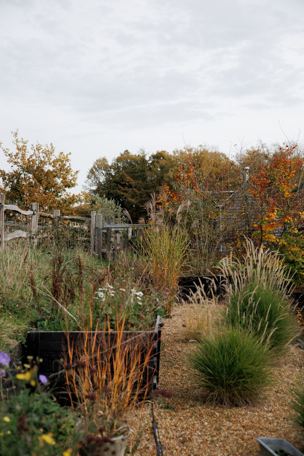 Image may contain Plant Vegetation Backyard Nature Outdoors Yard Grass Tree and Potted Plant