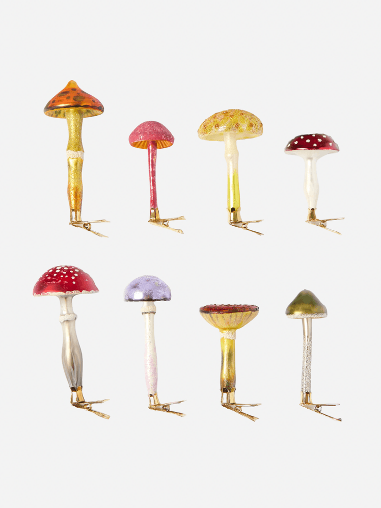 Image may contain Fungus Plant Agaric Mushroom and Amanita