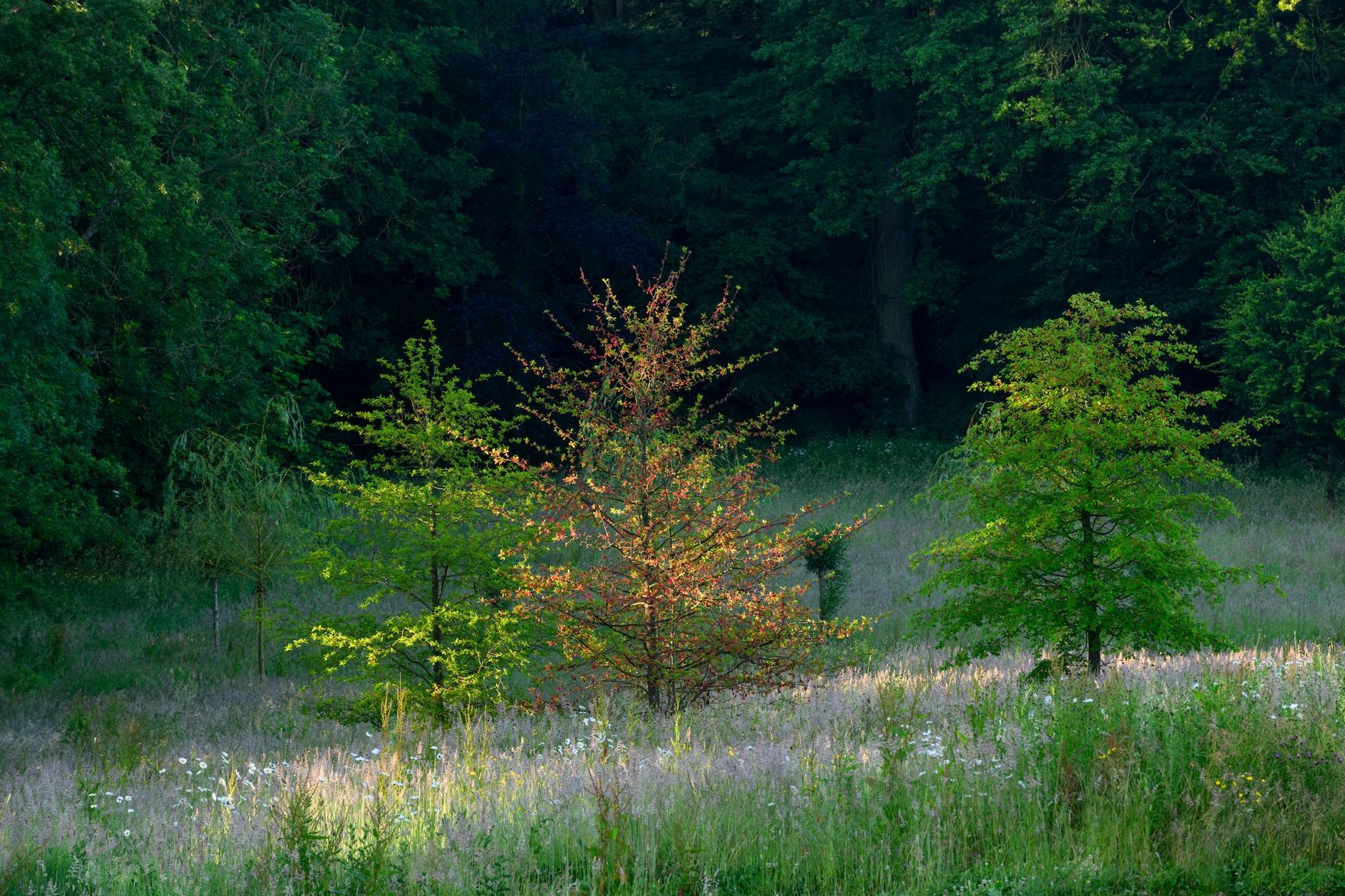 Image may contain: Plant, Vegetation, Tree, Land, Nature, Outdoors, Woodland, Grass, Grove, Conifer, Jungle, and Scenery